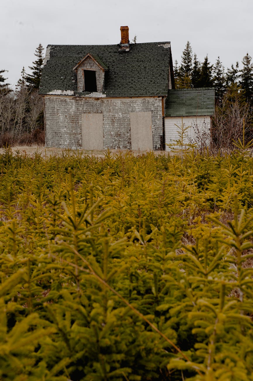 abandoned house near lush plants and trees